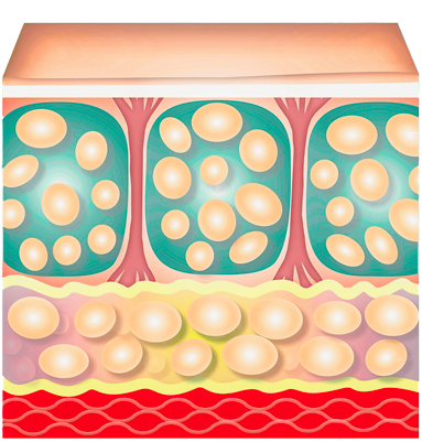 Illustrazione tessuto sano